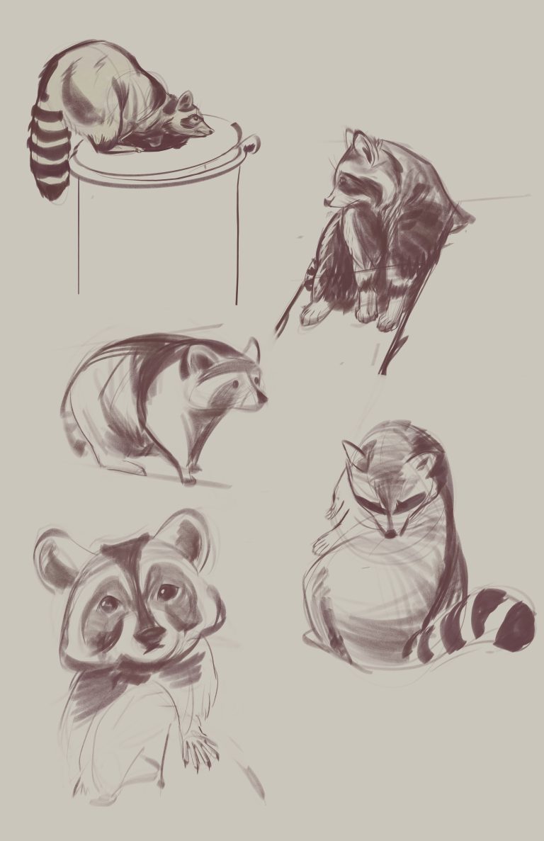 raccoon sketches