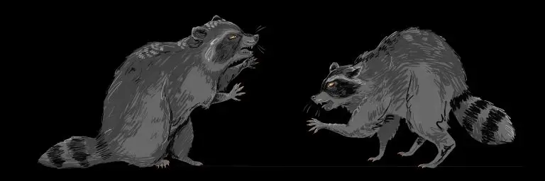 Raccoon mural sketch design